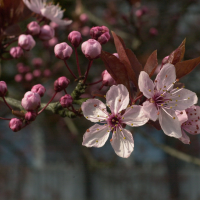Prunus_cerasifera f. atropurpurea (Prunus cerasifera f. atropurpurea)