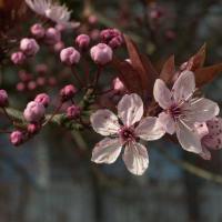 Prunus_cerasifera f. atropurpurea