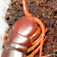 scolopendra_subspinipes2ml
