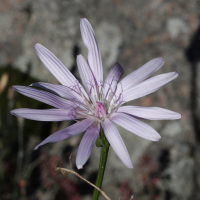scorzonera_purpurea2md
