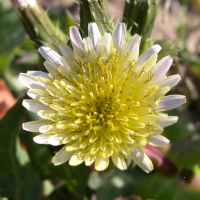 sonchus_asper5md (Sonchus asper)