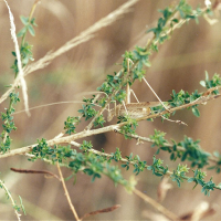 Tylopsis liliifolia (Phanéroptère liliacé)