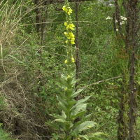 Verbascum thapsus (Bouillon blanc)