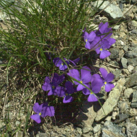 viola_cenisia1md (Viola cenisia)