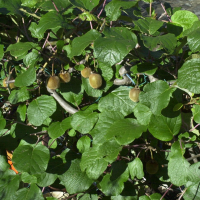 Actinidia deliciosa (Kiwi, Souris végétale)