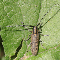 agapanthia_villosoviridescens2md (Agapanthia villosoviridescens)