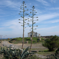 agave_americana3md