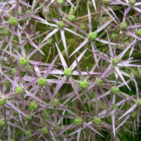 allium_christophii2md (Allium christophii)