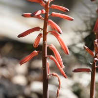 aloe_variegata2md (Aloe variegata)