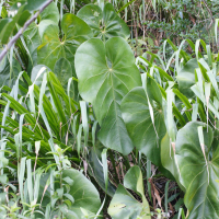 Anthurium grandifolium (Anthurium)