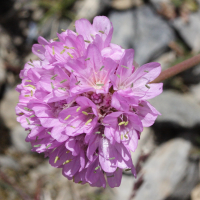 armeria_alpina3md (Armeria alpina)