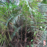 bactris_major4md (Bactris major)