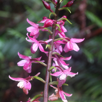 calanthe_sylvatica3md (Calanthe sylvatica)