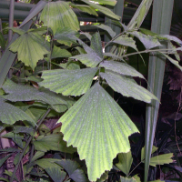 caryota_mitis2md (Caryota mitis)