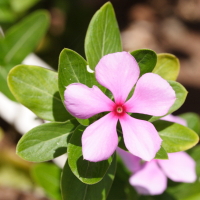 catharanthus_roseus4md