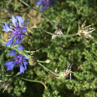 centaurea_cyanus3md (Cyanus segetum)