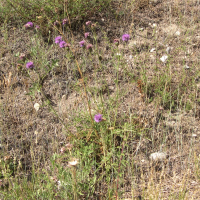 centaurea_scabiosa6md (Centaurea scabiosa)