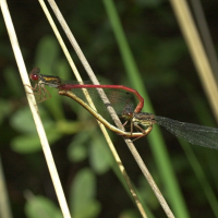 ceriagrion_tenellum2md (Ceriagrion tenellum)