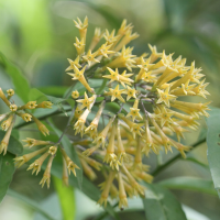 cestrum_nocturnum2bd (Cestrum nocturnum)