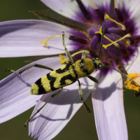 chlorophorus_varius4bd (Chlorophorus varius)