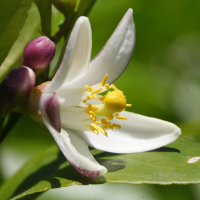 citrus_sinensis7md (Citrus sinensis)