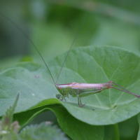 conocephalus_fuscus1bbd (Conocephalus fuscus)