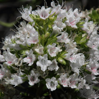 Echium_decaisnei (Echium decaisnei)