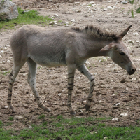 equus_africanus_somaliensis2md