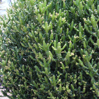 Euphorbia mayurnathanii (Euphorbe)