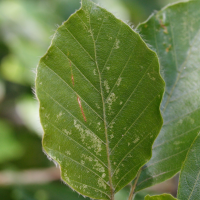 Fagus_sylvatica