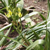 Galtonia viridiflora (Galtonia, Summer Hyacinth)