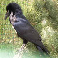 Corvus corax (Grand Corbeau)