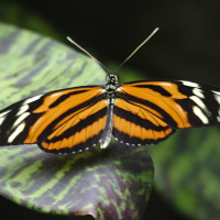 heliconius_hecale2bd