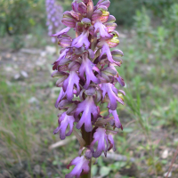 Himantoglossum_robertianum