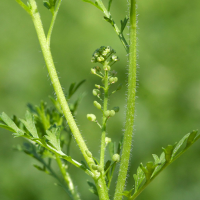 Lepidium_didymum