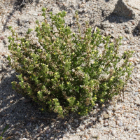 Linaria arenaria (Linaire des sables)