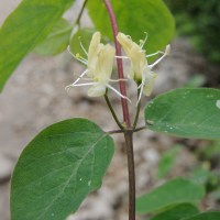 lonicera_xylosteum3md
