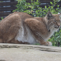 Lynx_lynx