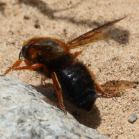 Megachile siculus (Mégachile)