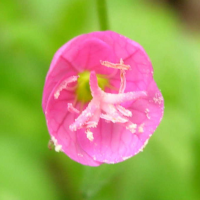 oenothera_rosea2md