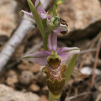 Ophrys scolopax (Ophrys bécasse)