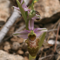 ophrys_scolopax1md