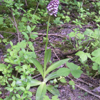 Orchis purpurea (Orchis pourpre)