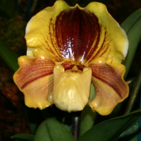 Paphiopedilum lippewunder (Paphiopedilum)