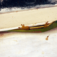 phelsuma_lineata3md