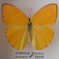 Phoebis argante (Phoebis)