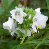 polemonium_caeruleum6md