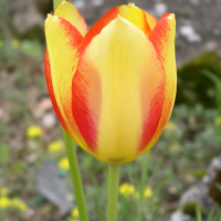 tulipa_gesneriana2md (Tulipa gesneriana)