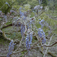 wisteria_sinensis1md
