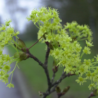 acer_platanoides2bmd (Acer platanoides)